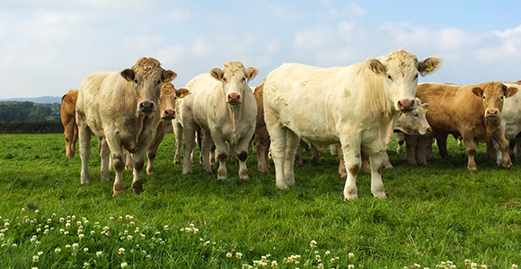 Ierse Grass Fed Standard nieuwe maatstaf voor kwaliteitsrundvlees