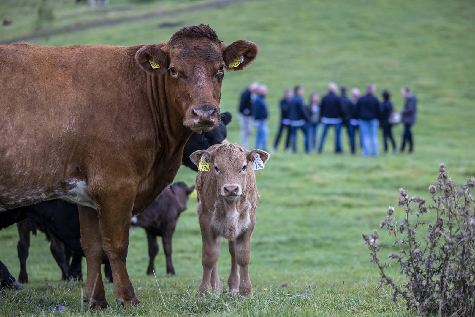 Ierse veehouders en Nederlandse topchefs spreken dezelfde taal