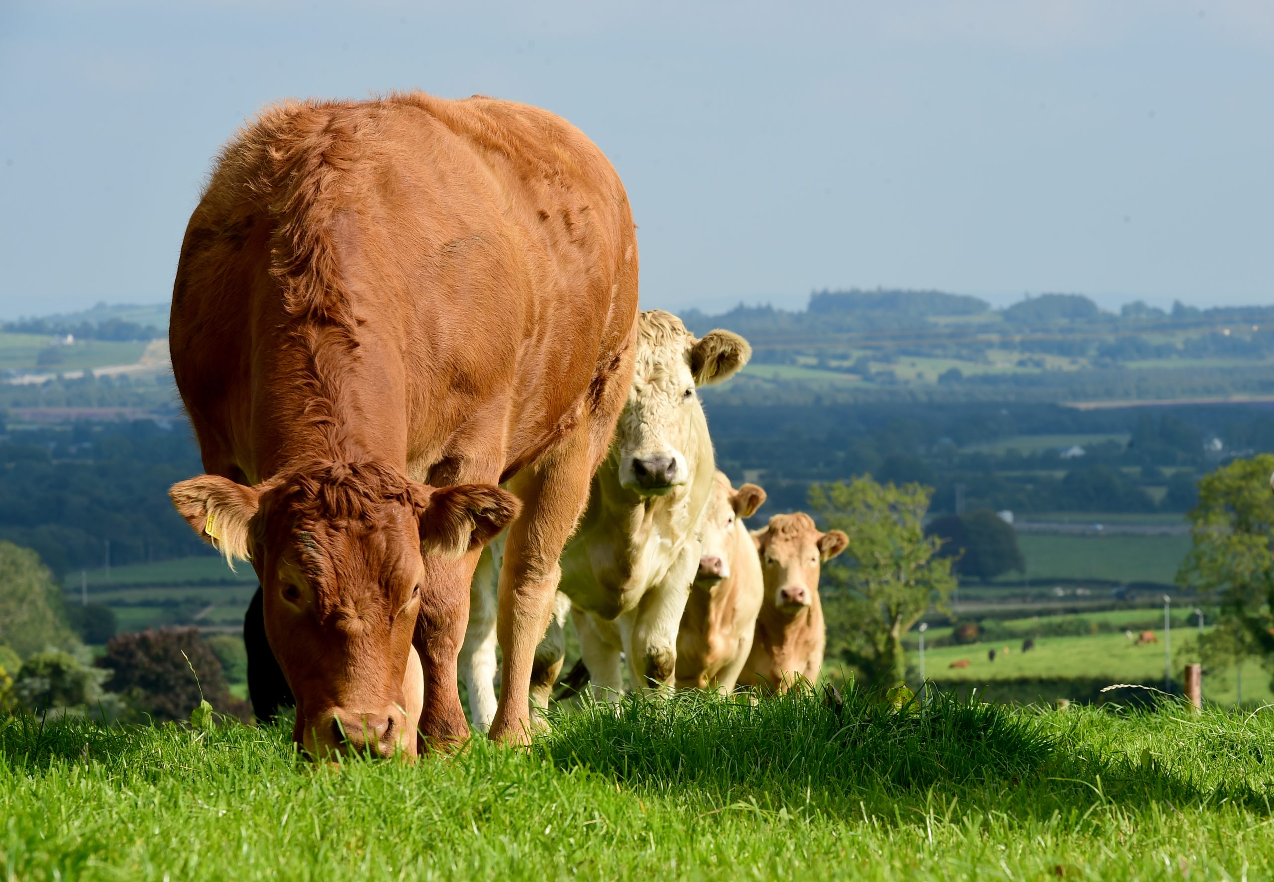 cattle eating grass in ireland